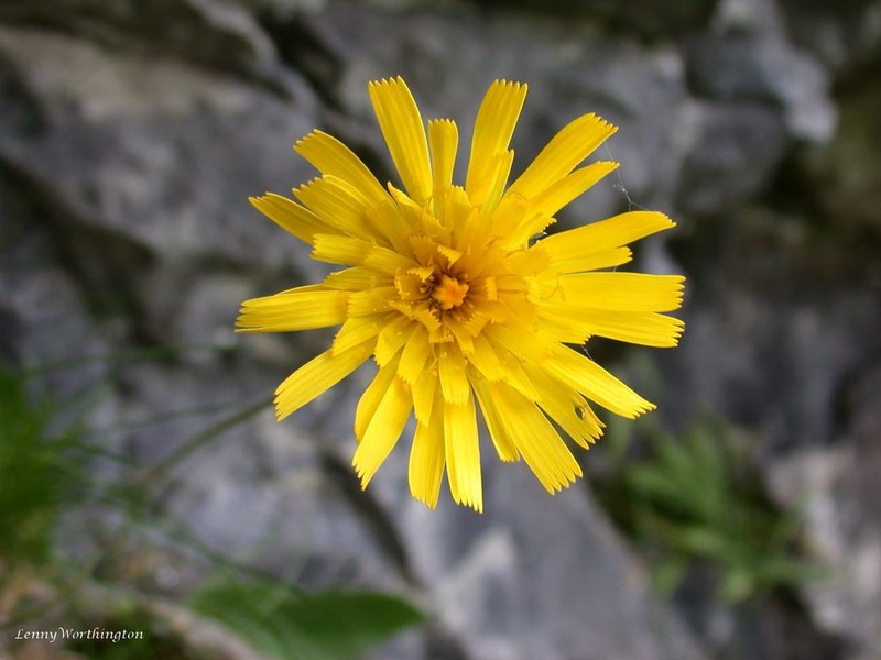 Hieracium brigantum photo 2