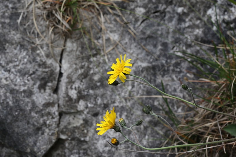 Hieracium brigantum photo 3