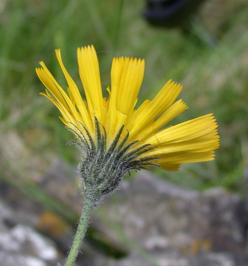 Hieracium brigantum