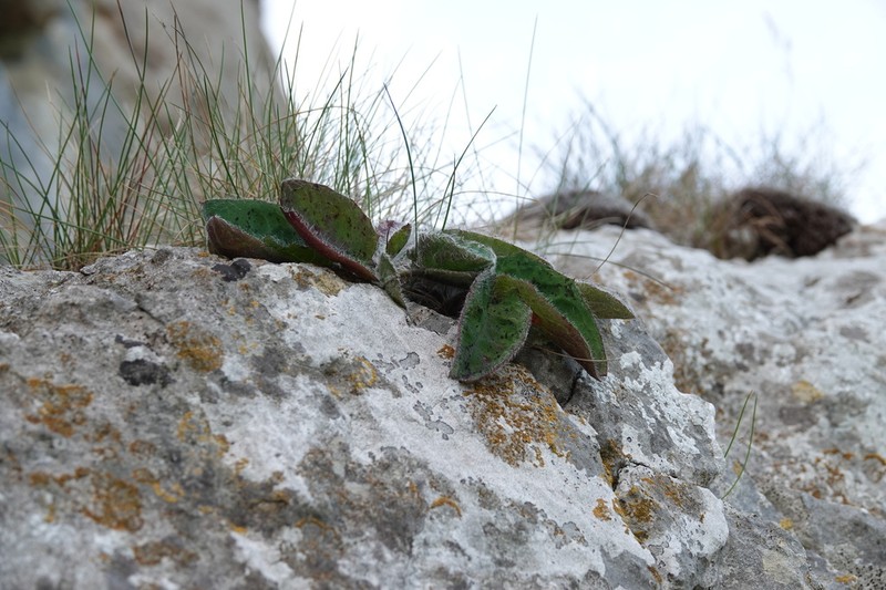 Hieracium britanniciforme photo 2