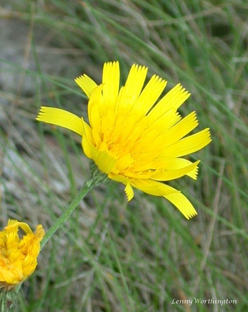 Hieracium britanniciforme photo 3