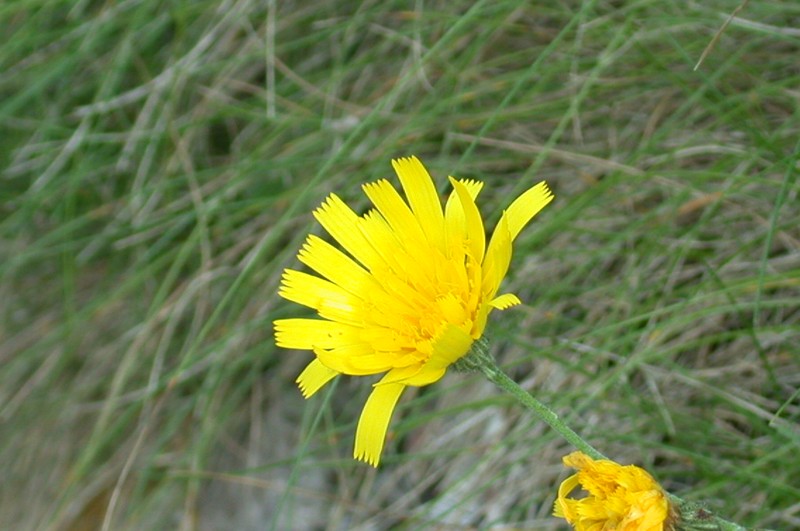 Hieracium britanniciforme
