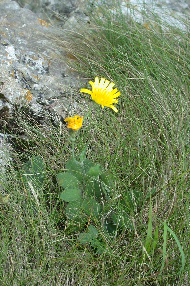 Hieracium britanniciforme photo 4