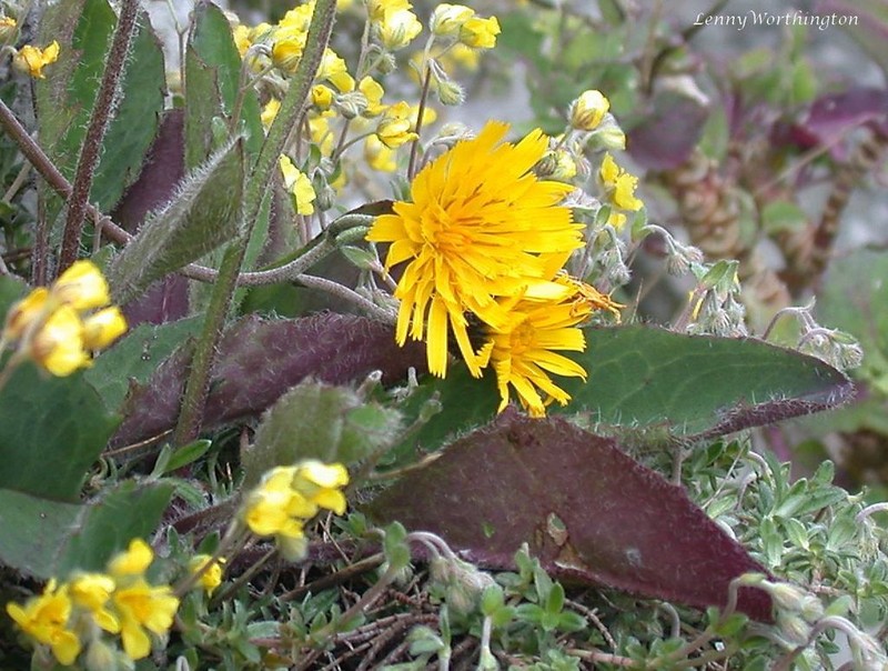 Hieracium britannicoides photo 2
