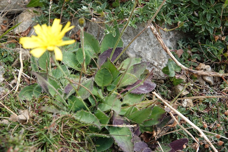 Hieracium britannicoides photo 3