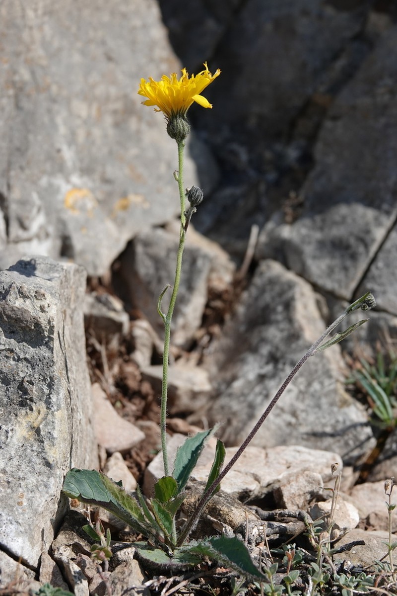 Hieracium britannicoides photo 4