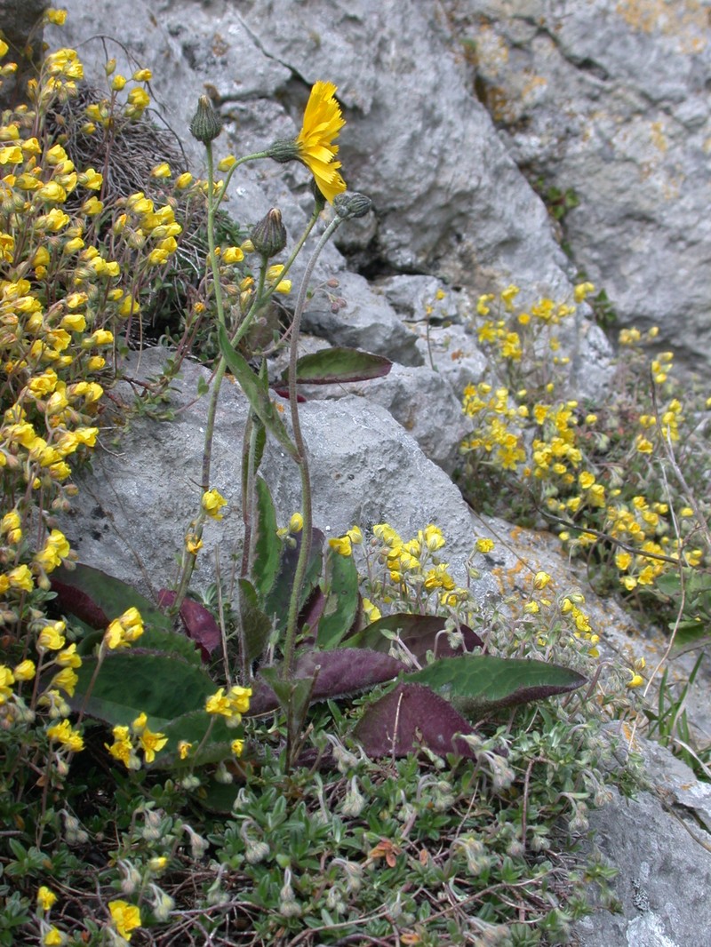 Hieracium britannicoides