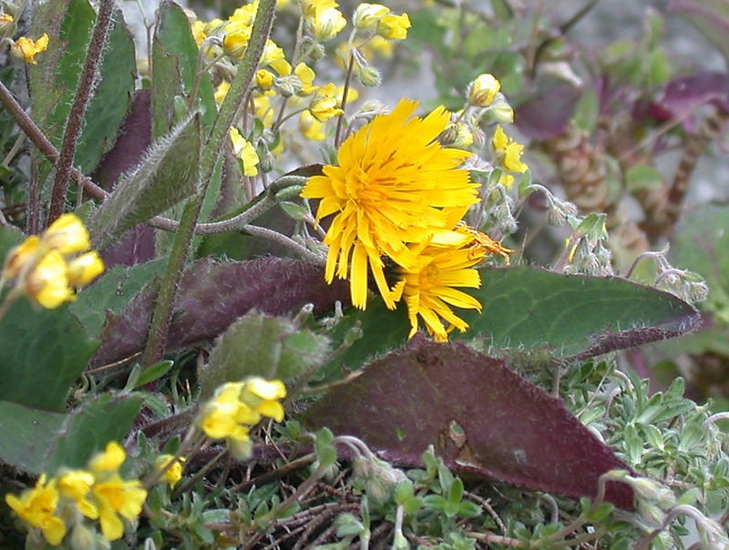 Hieracium britannicoides photo 5