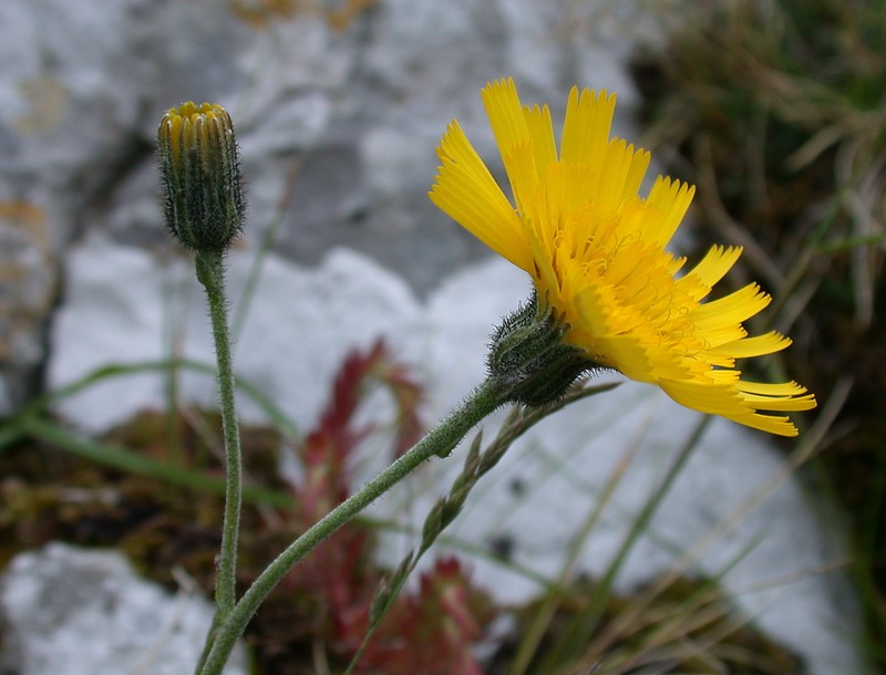 Hieracium britannicoides photo 6