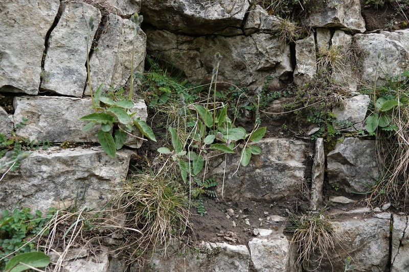 Hieracium britannicum