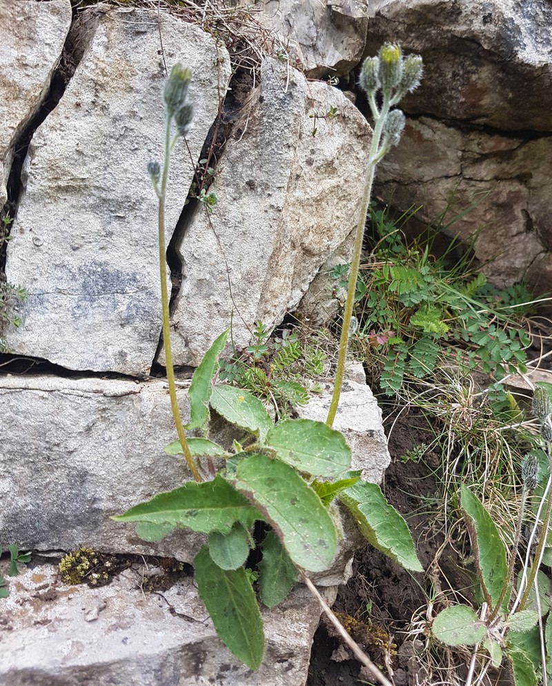 Hieracium britannicum photo 2