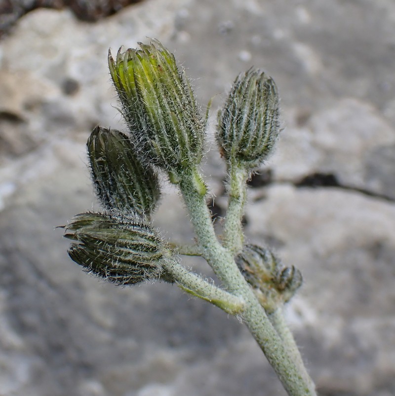 Hieracium britannicum photo 3