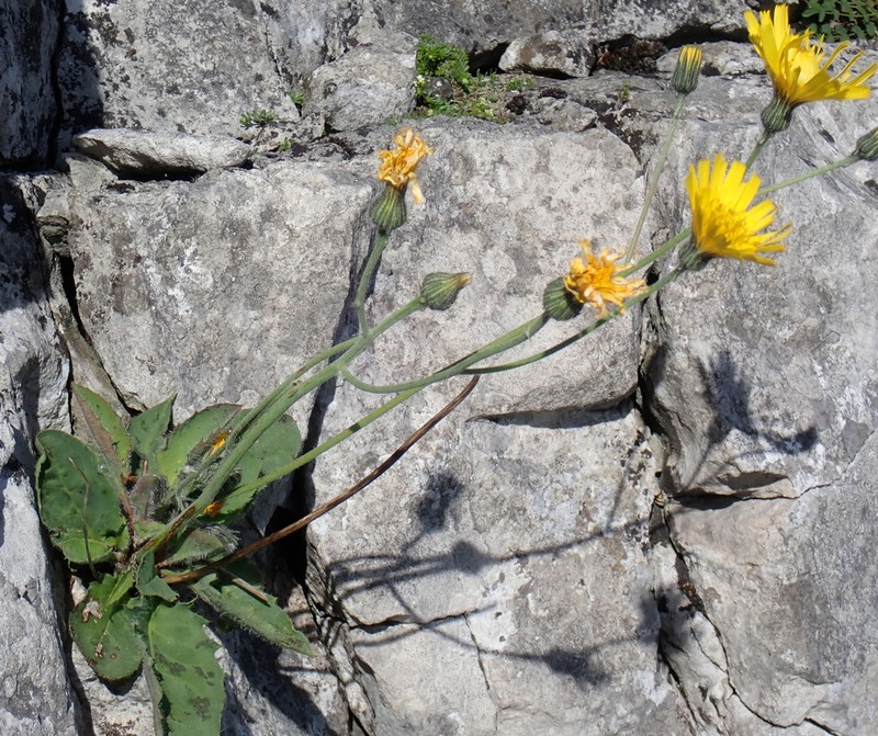 Hieracium britannicum photo 4