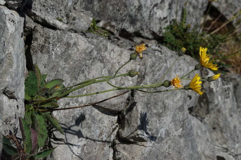 Hieracium britannicum photo 5