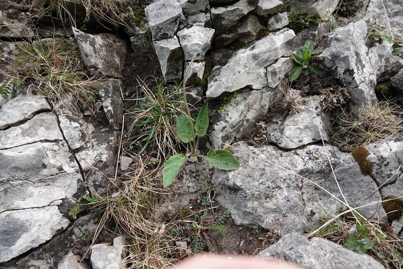 Hieracium britannicum photo 6