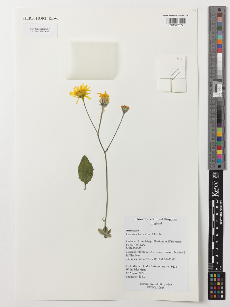 Hieracium britannicum photo 7