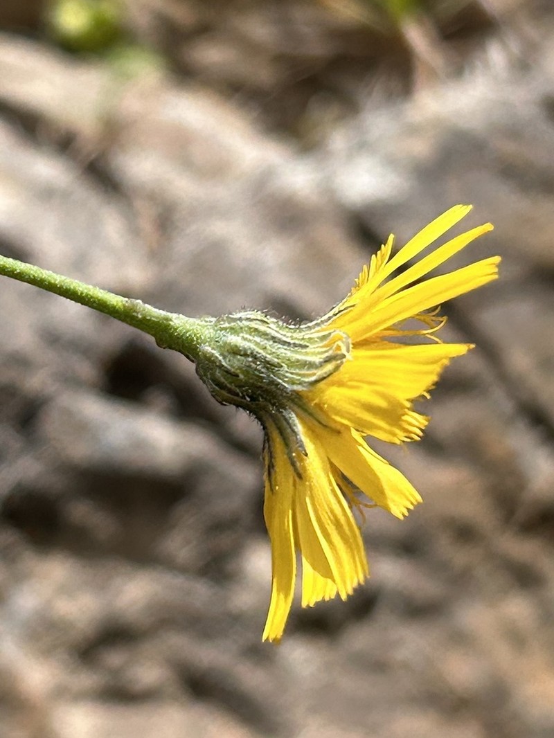 Hieracium bupleuroides