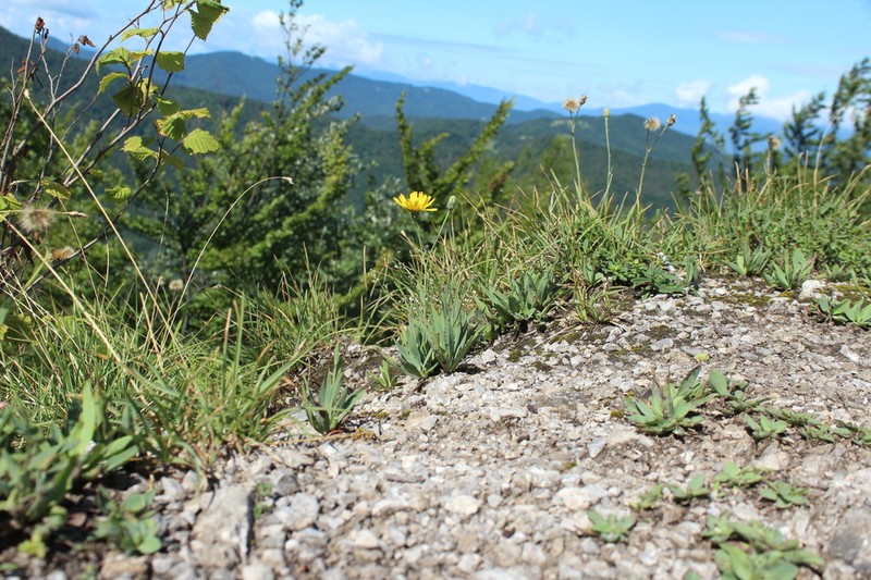 Hieracium bupleuroides photo 2