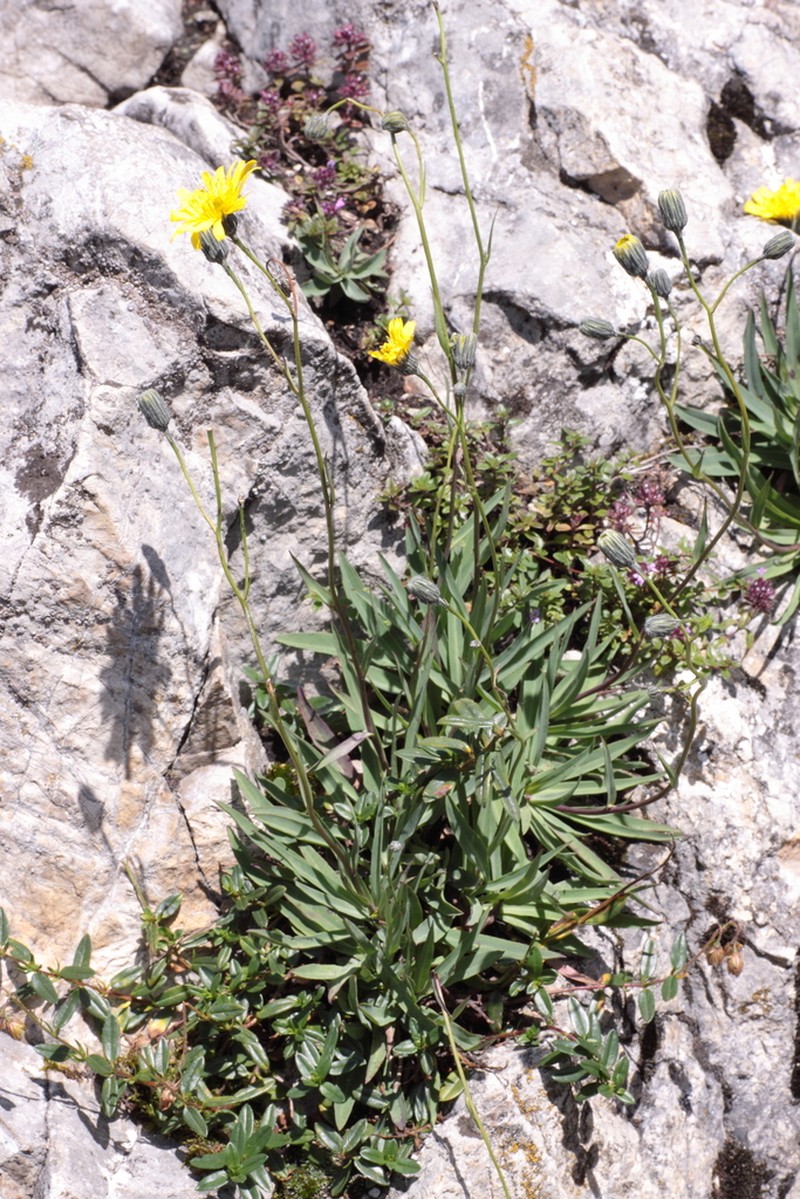 Hieracium bupleuroides photo 3