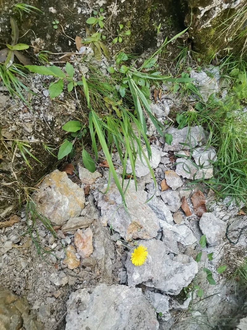 Hieracium bupleuroides photo 4