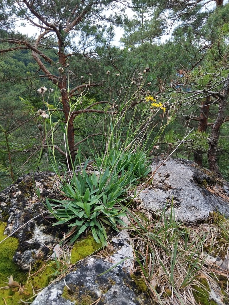 Hieracium bupleuroides photo 5