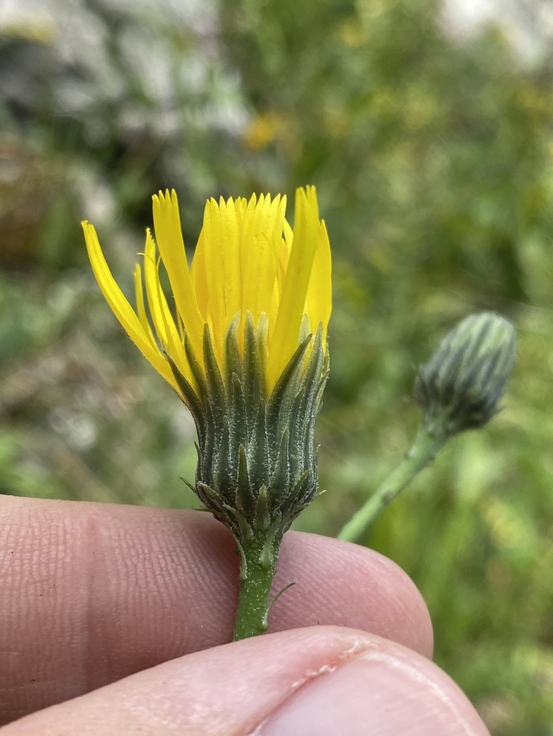 Hieracium bupleuroides photo 6