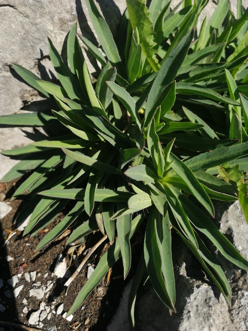 Hieracium bupleuroides photo 7