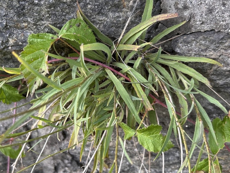 Hieracium bupleuroides photo 8
