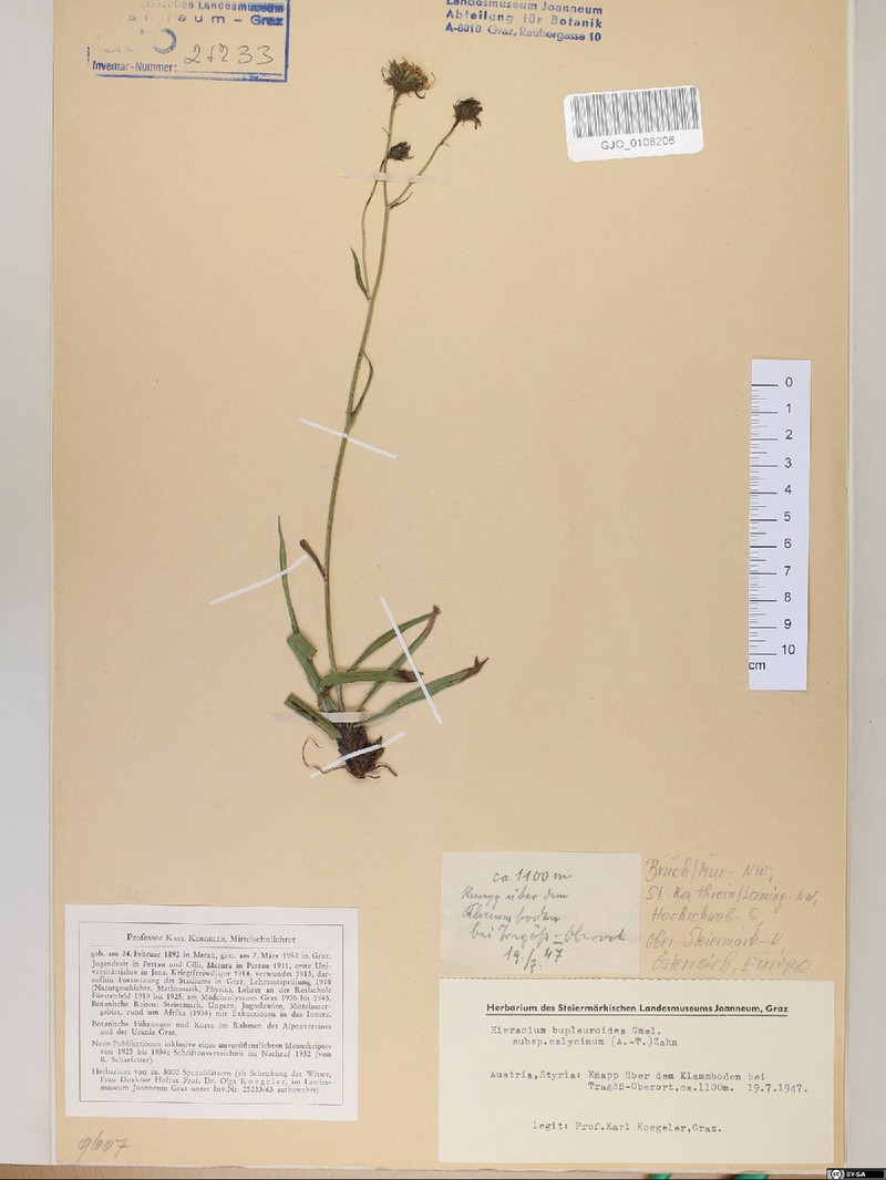 Hieracium bupleuroides subsp. arcuatum