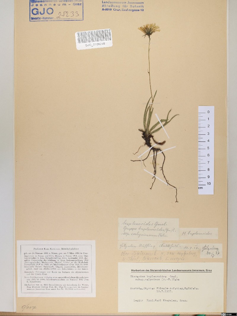 Hieracium bupleuroides subsp. arcuatum photo 2