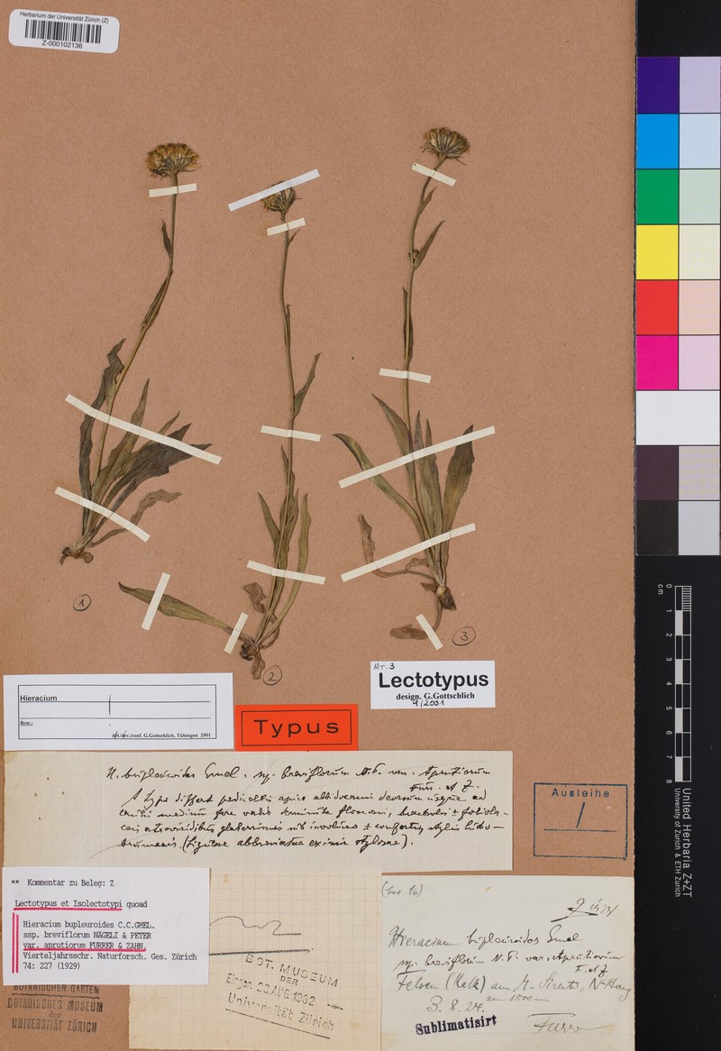 Hieracium bupleuroides subsp. breviflorum