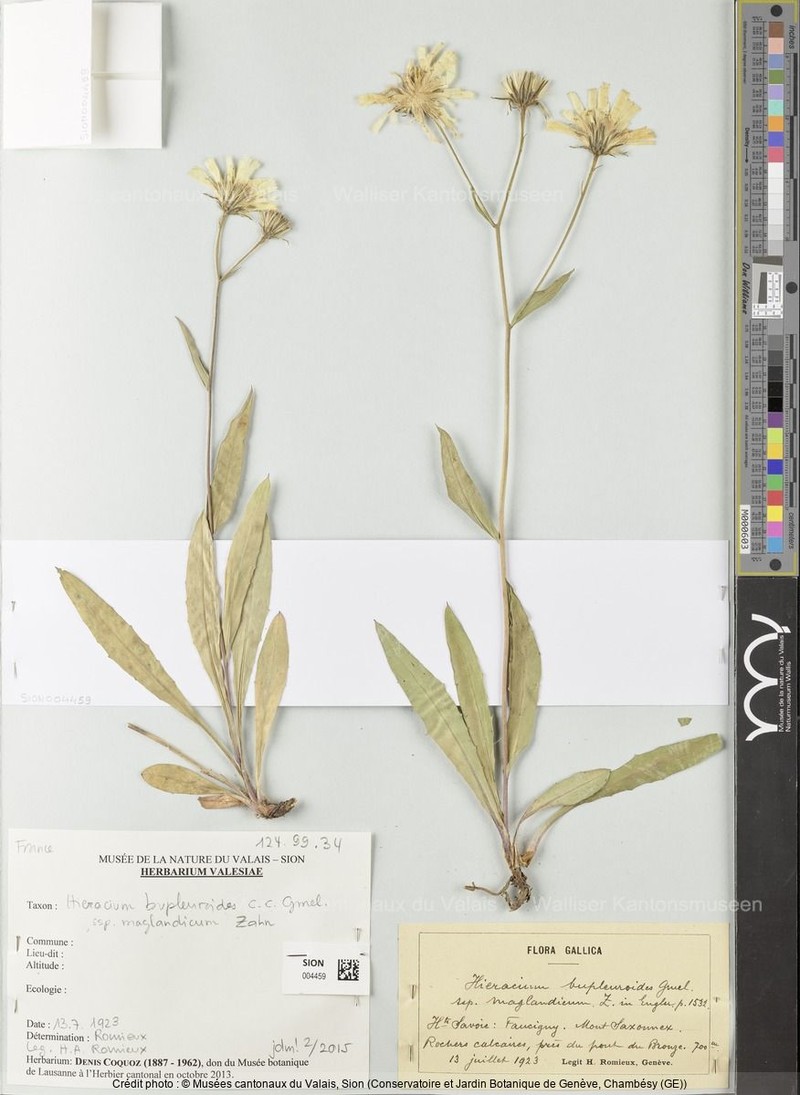 Hieracium bupleuroides subsp. maglandicum