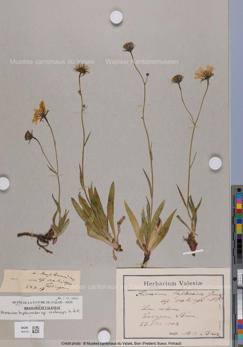Hieracium bupleuroides subsp. scabriceps