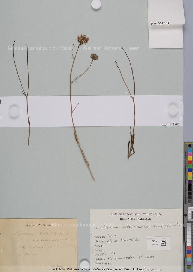Hieracium bupleuroides subsp. scabriceps photo 2