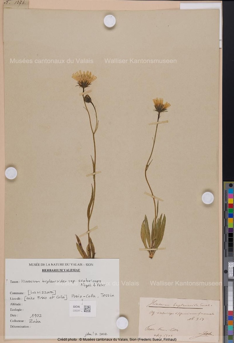 Hieracium bupleuroides subsp. scabriceps photo 3