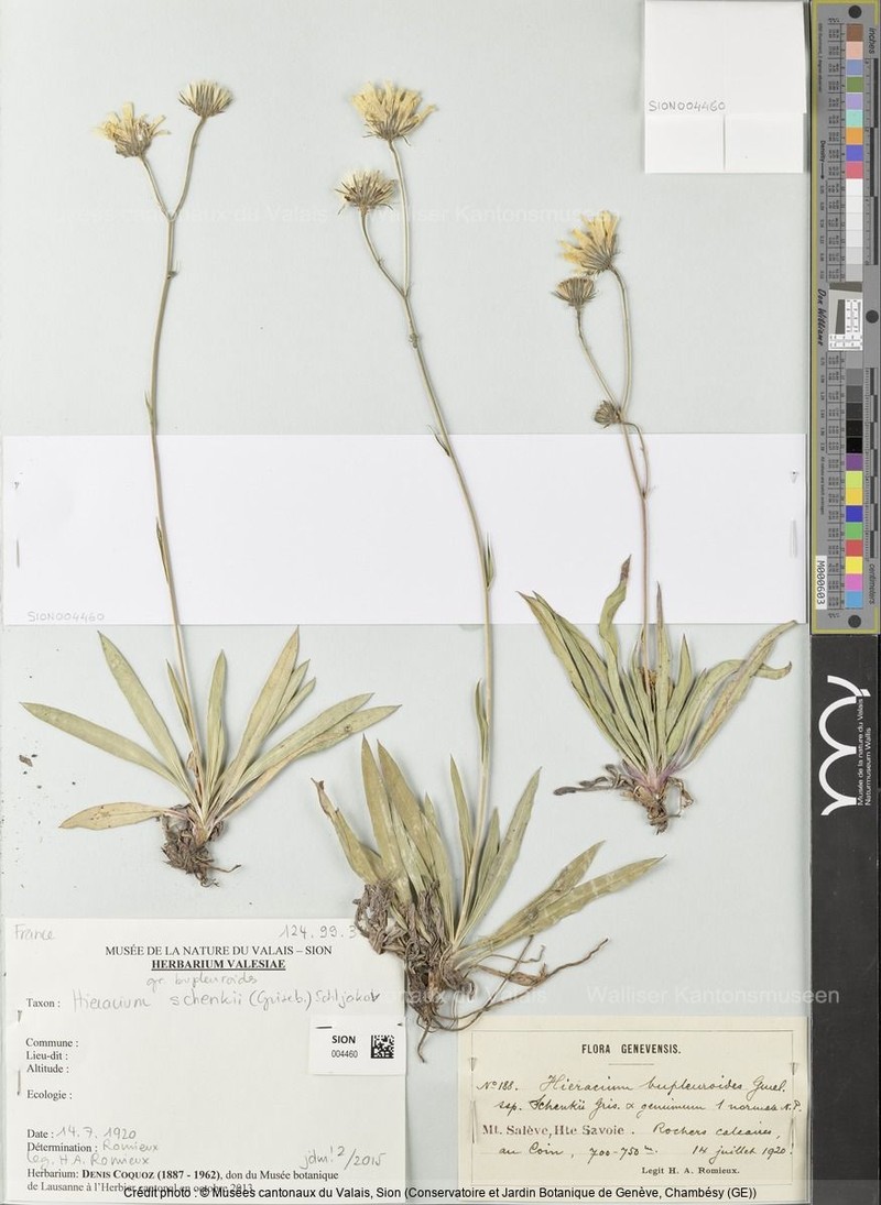 Hieracium bupleuroides subsp. schenkii
