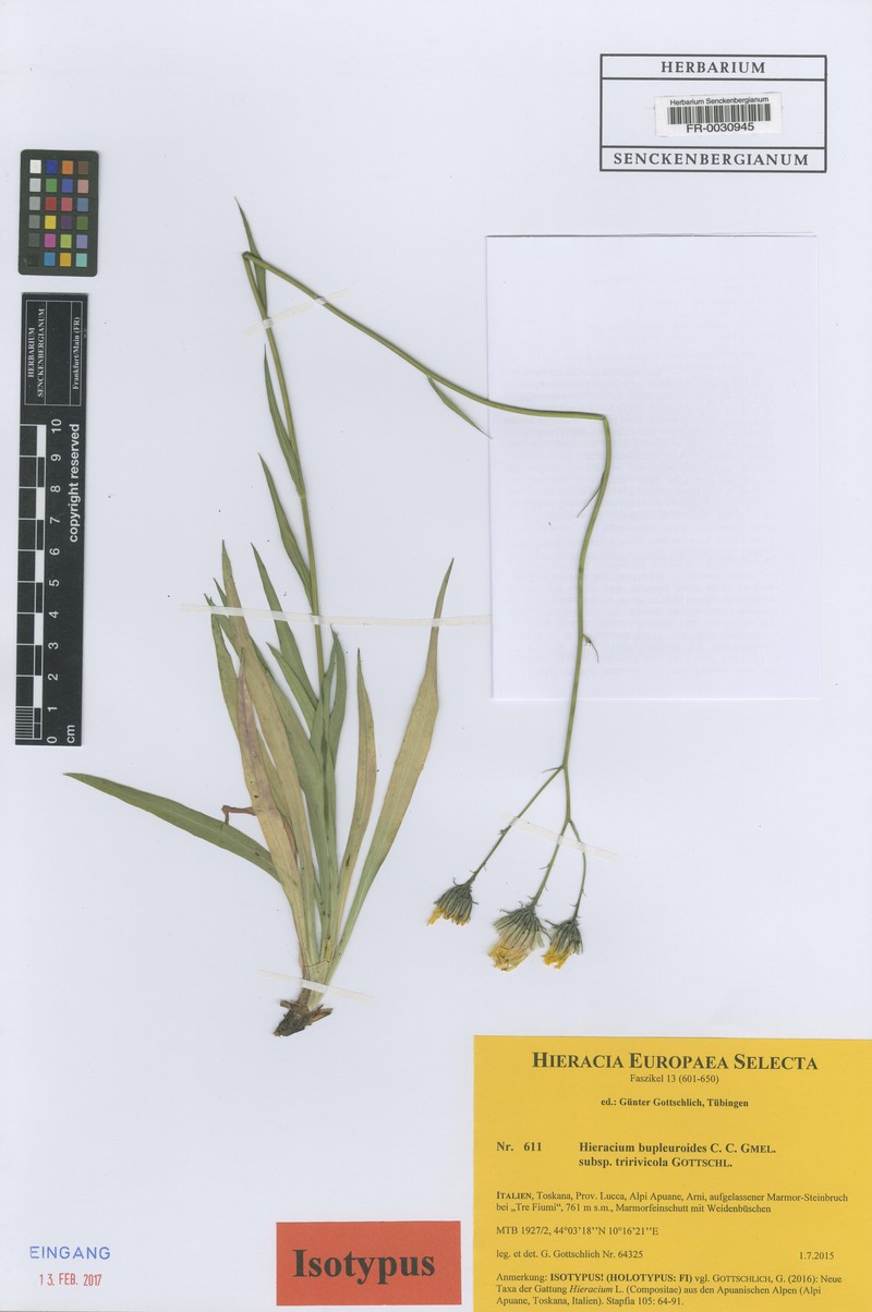 Hieracium bupleuroides subsp. tririvicola