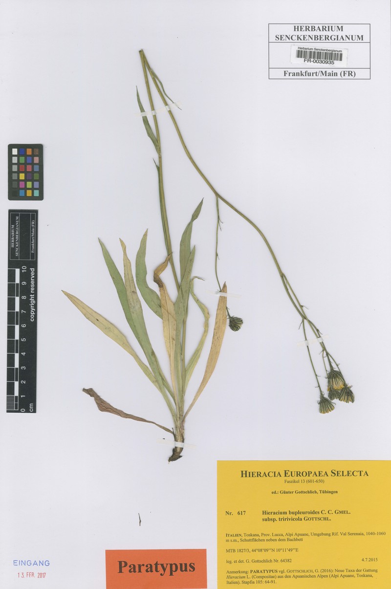 Hieracium bupleuroides subsp. tririvicola photo 2
