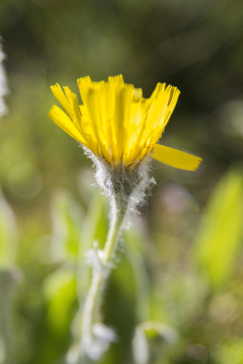 Hieracium burnatii