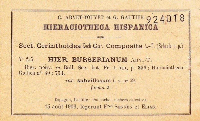 Hieracium burserianum
