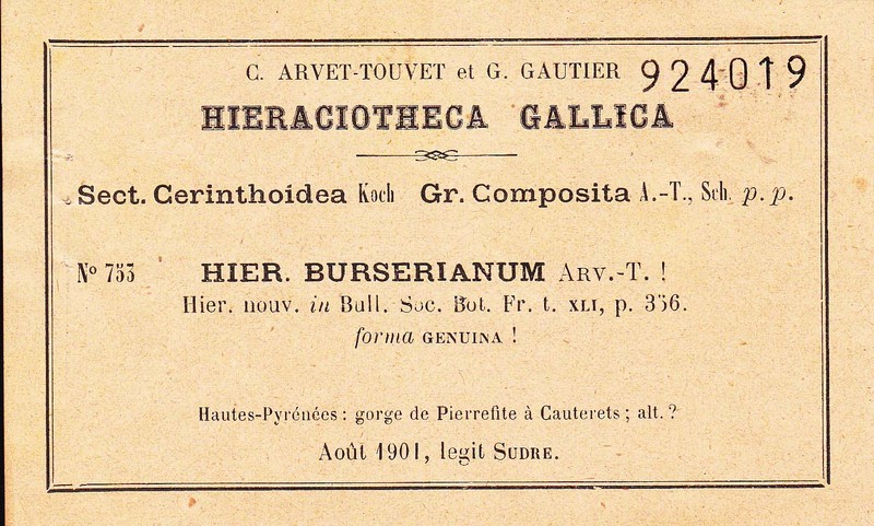 Hieracium burserianum photo 2