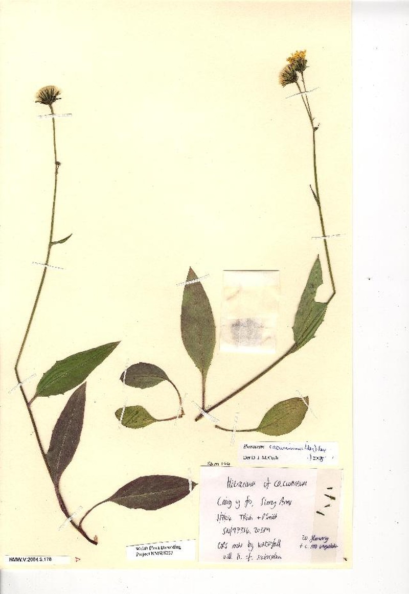 Hieracium cacuminum