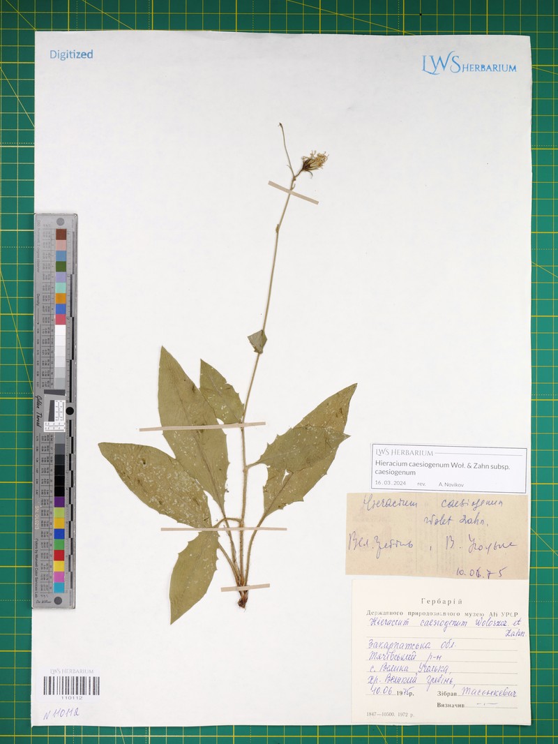 Hieracium caesiogenum photo 2