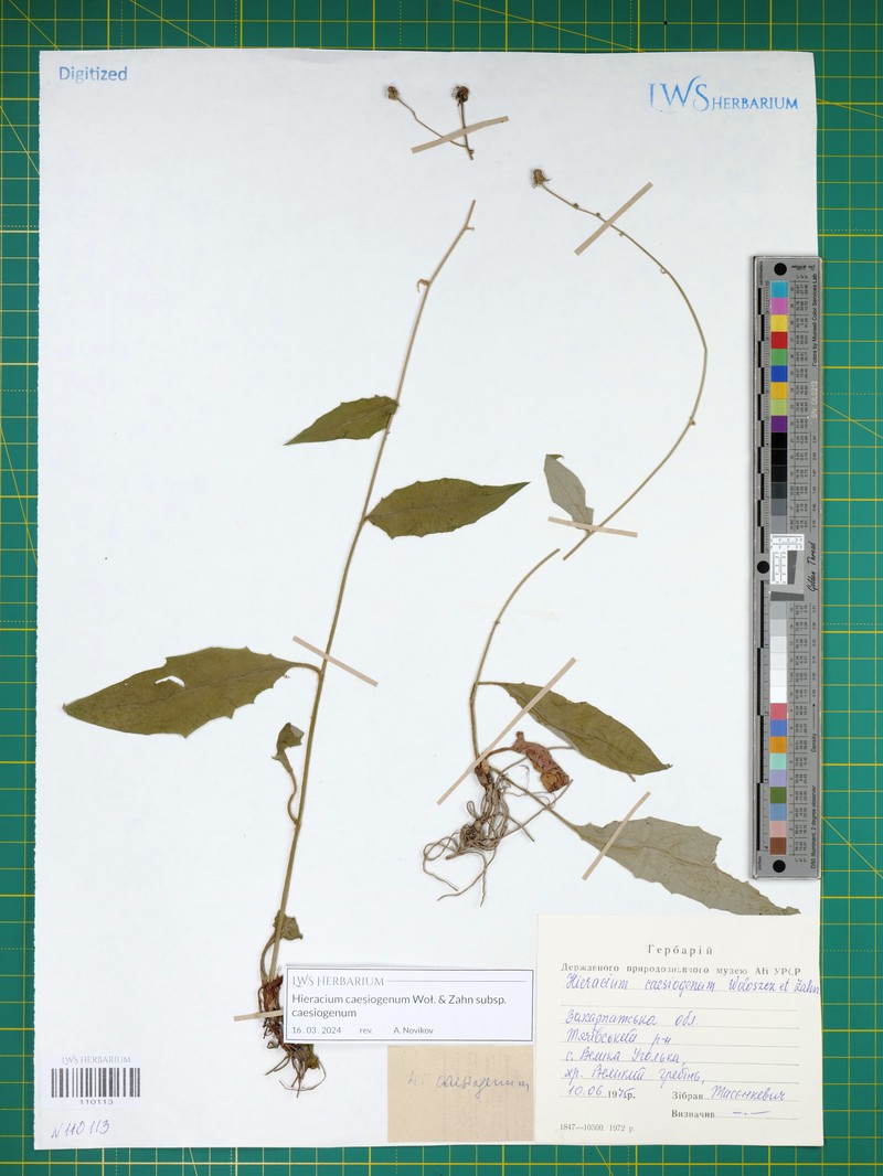Hieracium caesiogenum subsp. caesiogenum
