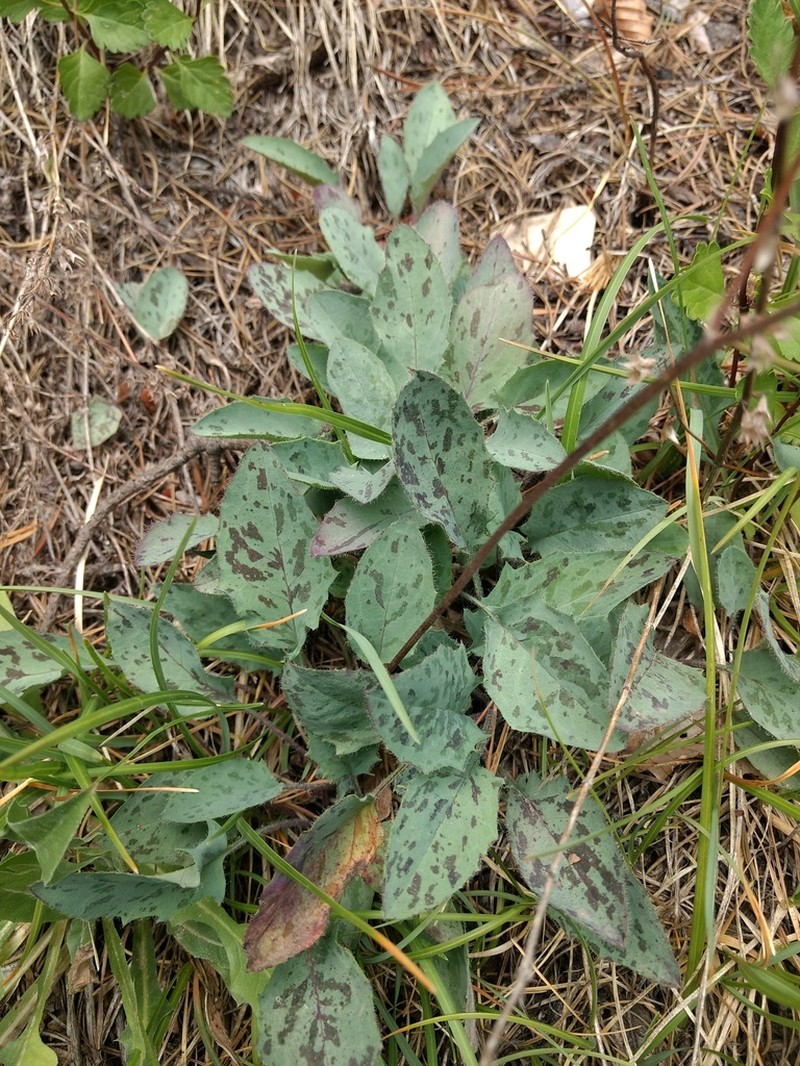 Hieracium caesioides