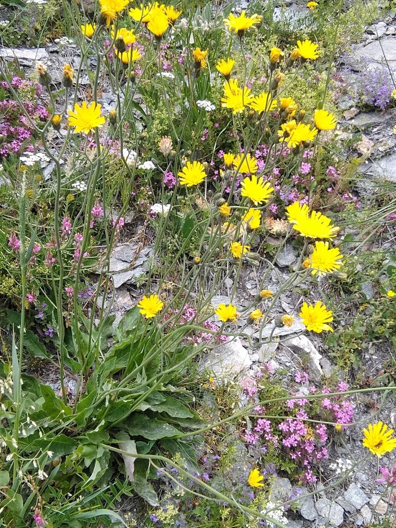 Hieracium caesioides photo 2