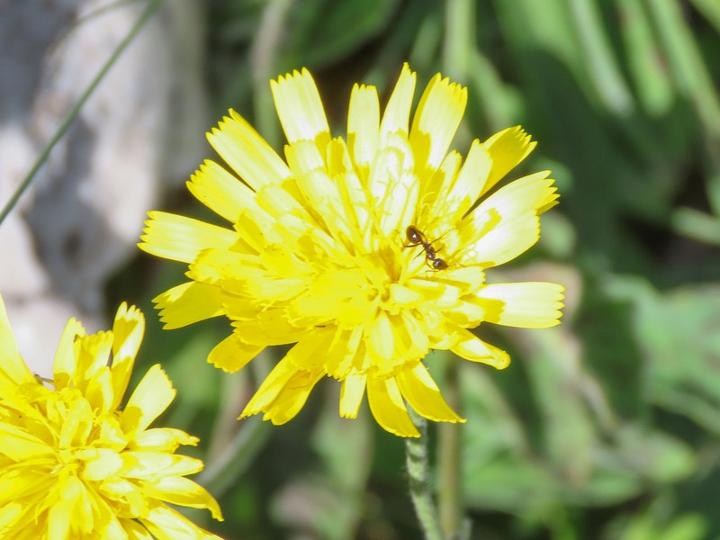 Hieracium caesioides photo 3
