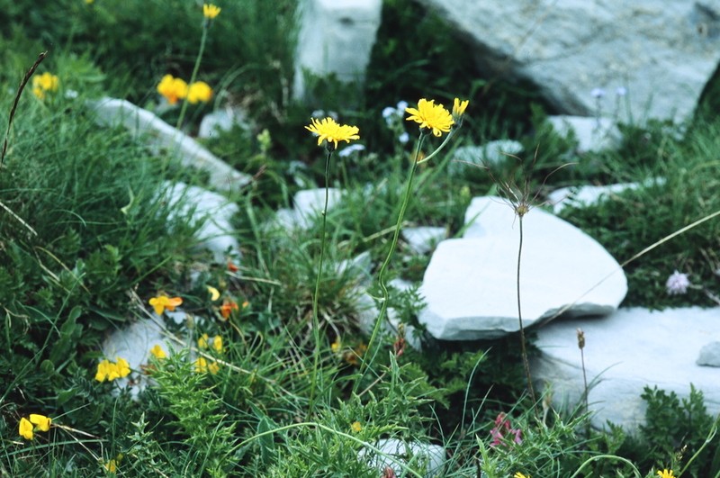 Hieracium caesioides photo 4