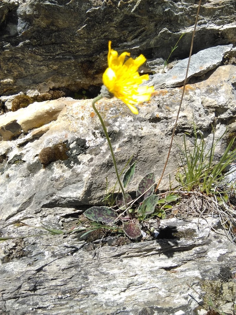 Hieracium caesioides photo 5