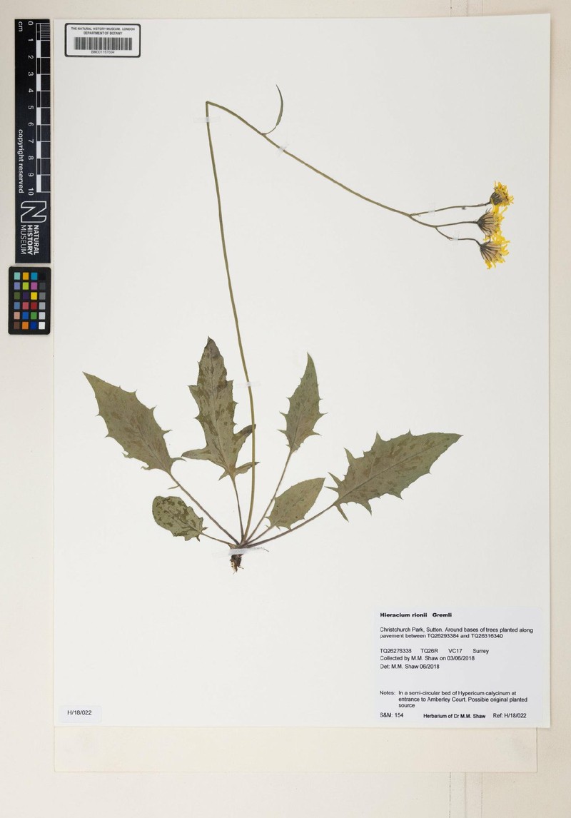 Hieracium caesioides subsp. rionii